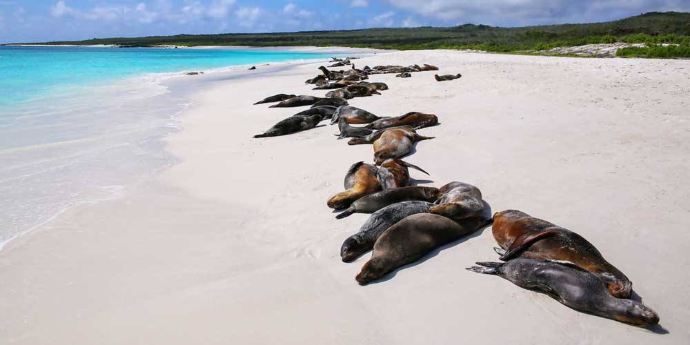 Galapagos Islands Expedition with Adventures by Disney